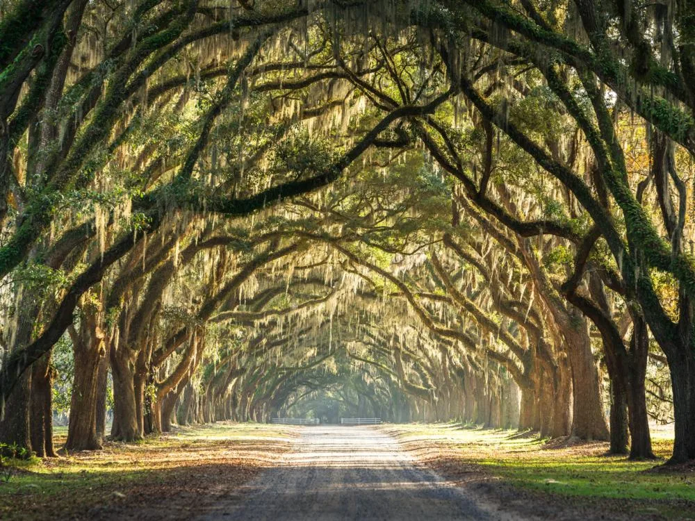 Dreamy trail below live Oaks in Wormsloe, believed as one of the best tourist attractions in Georgia, where lichen and fern infested branches covers a path