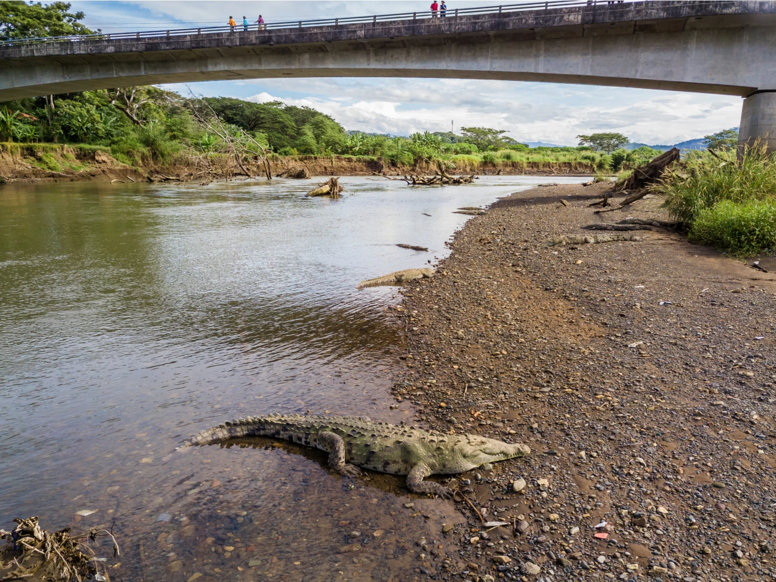 Tarcoles River next to the crocodile bridge, one of the best places to visit in Costa Rica