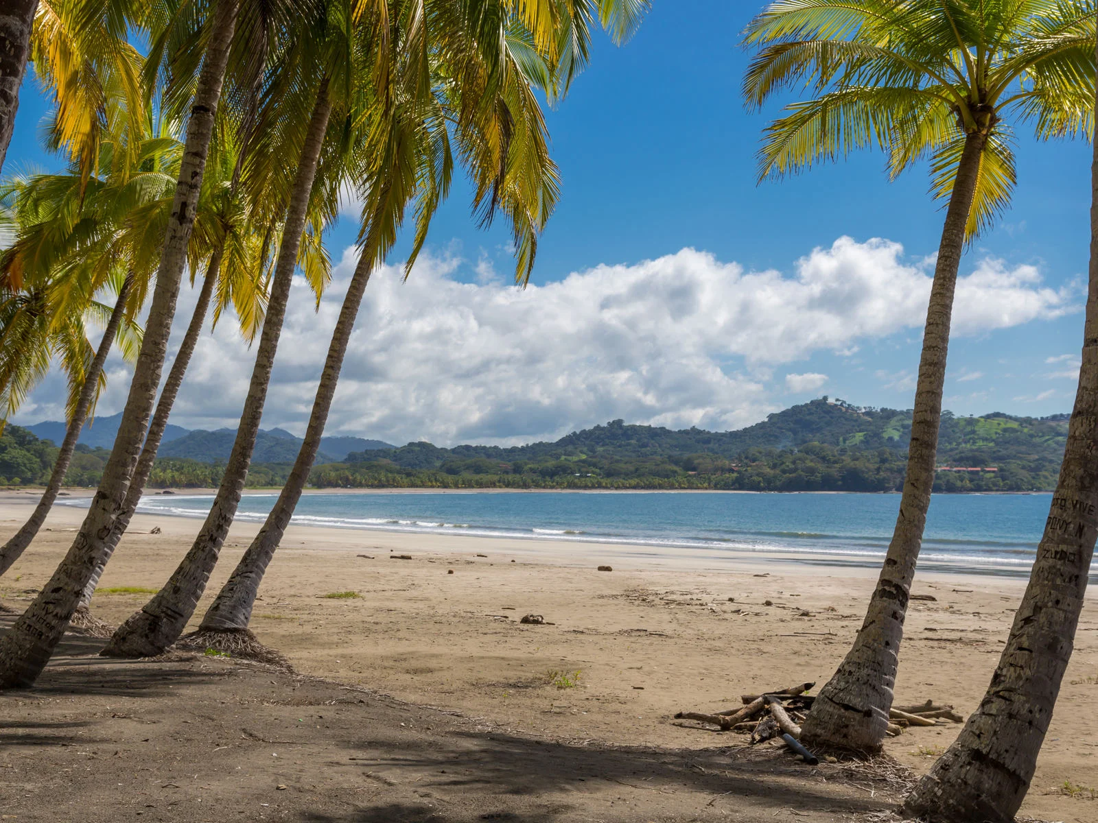 Palms tress leaning towards the calm Samara beach, one of the best beaches in Costa Rica, photographed during a bright cloudy day