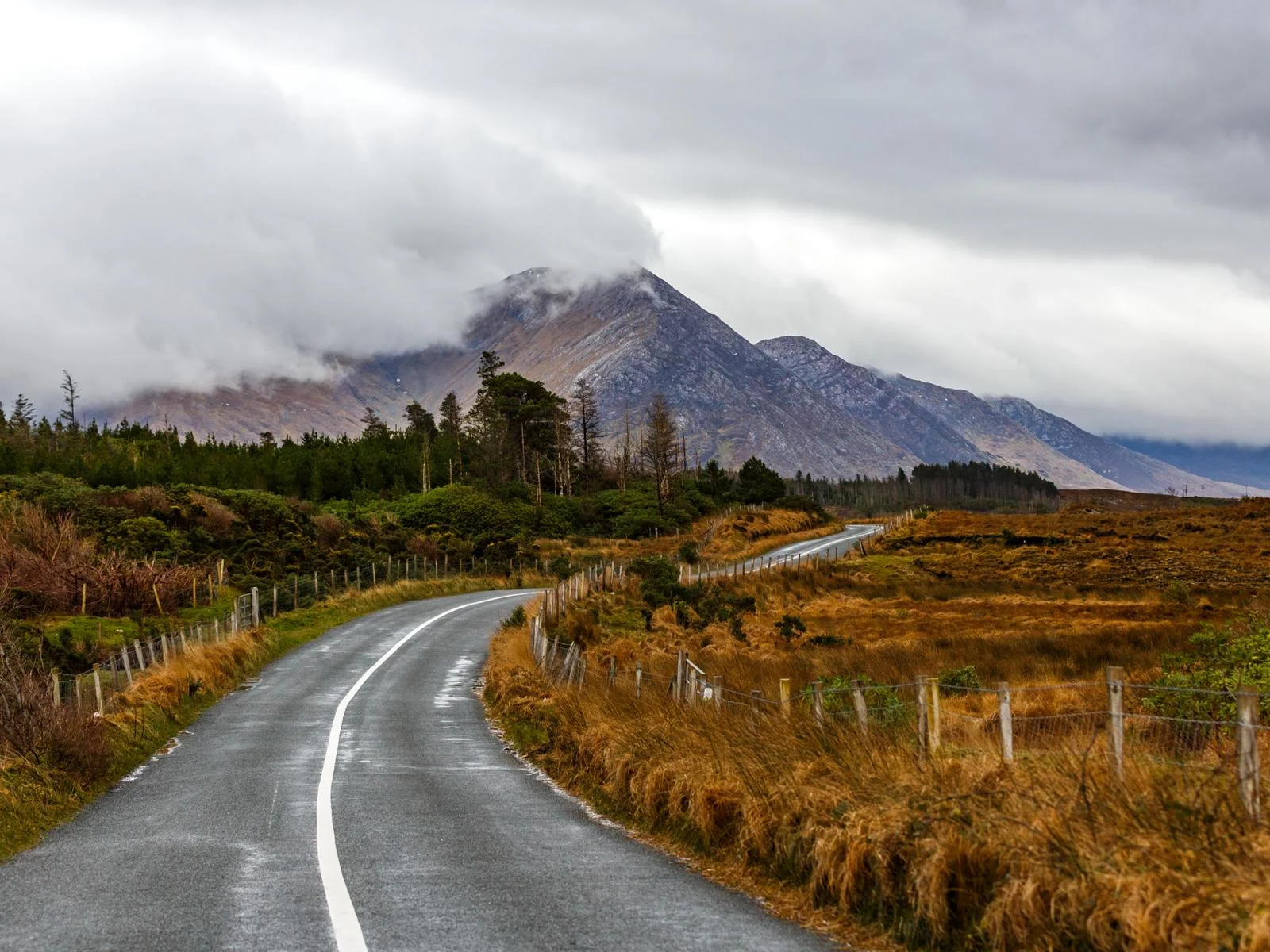 Grass on Autumn along a fenced winding road leading to a Pine Tree forest at the foot of a misty peak mountains in Connemara, known as one of the best places to visit in Ireland