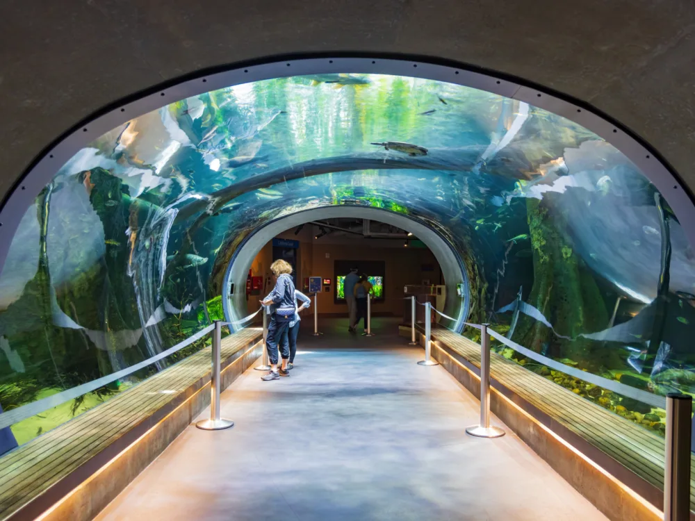 Two women viewing an aquarium, filled with various marine species, inside one of the best places to visit in San Francisco, the California Academy of Sciences