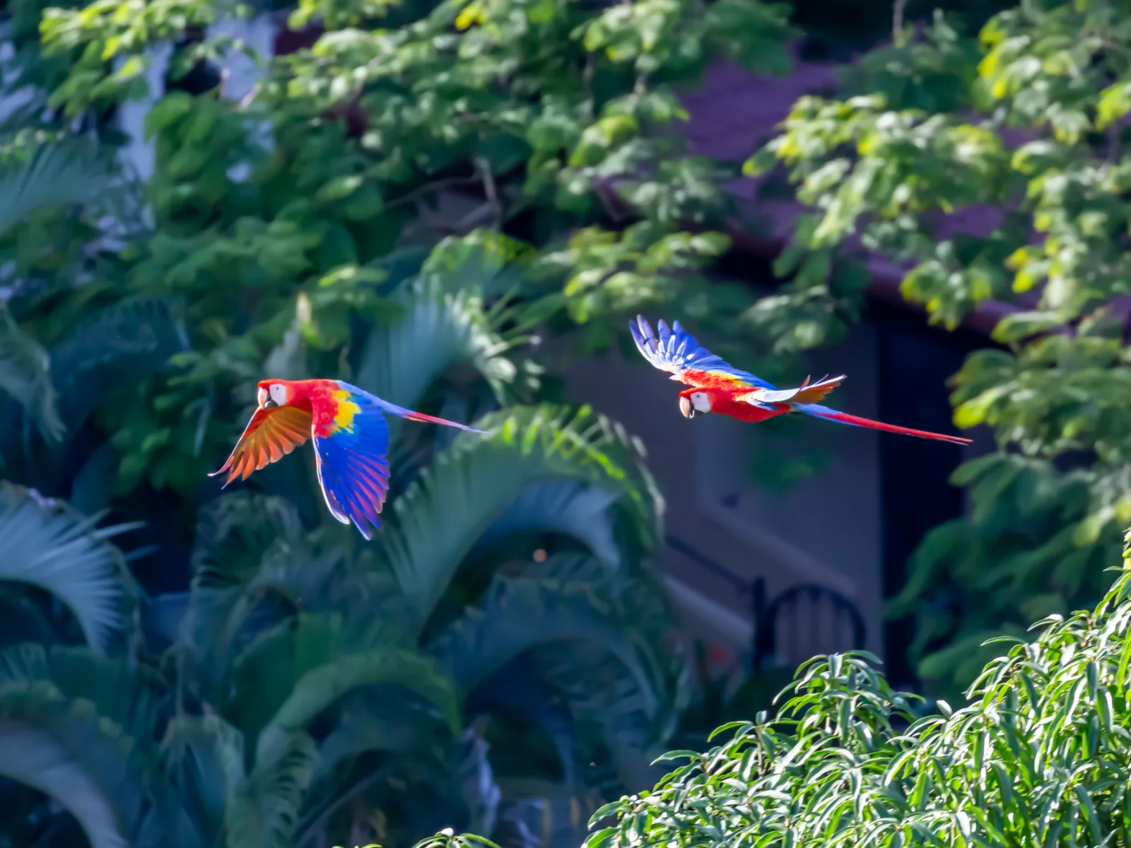 Birds in Manuel Antonio, one of the best places to visit in Costa Rica