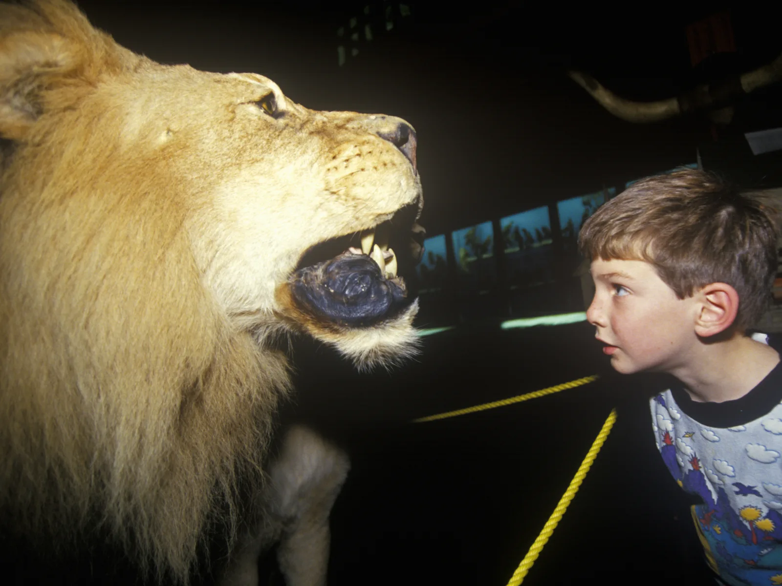 Kid looking at a stuffed lion at the Fairbanks Museum, one of the best places to visit in Vermont