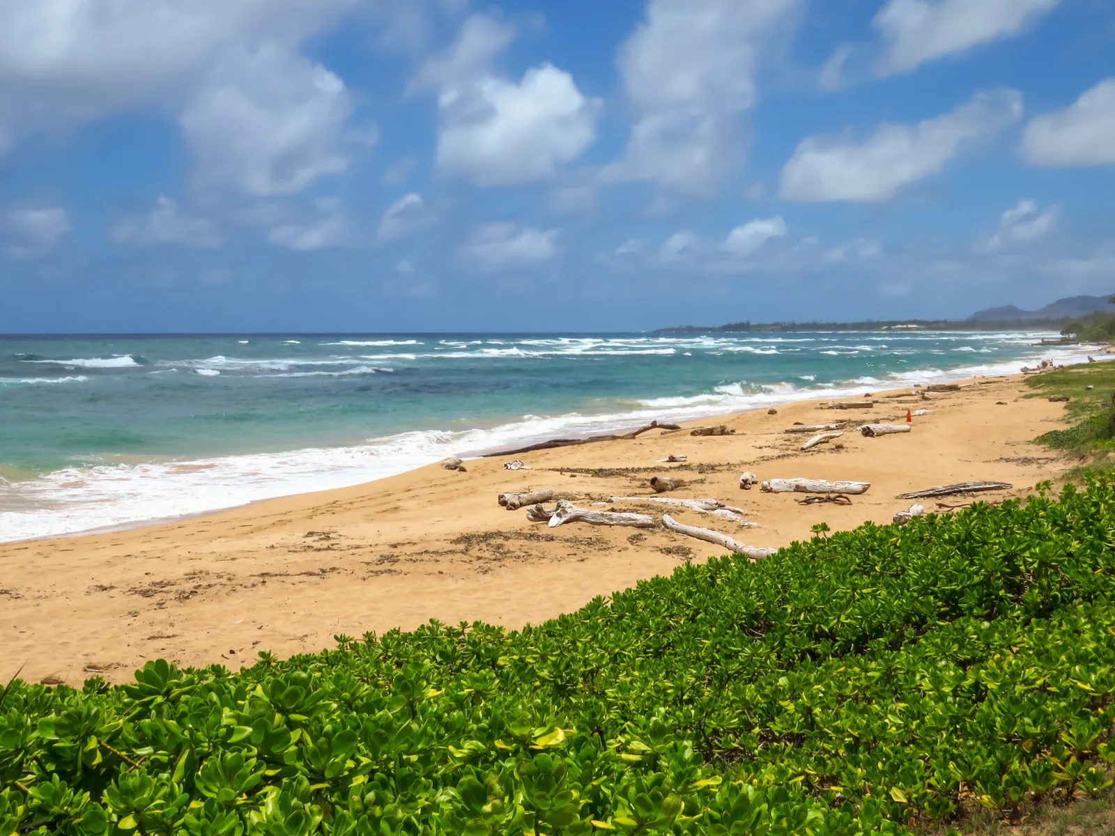 Young mangroves and withered tree branches at the shore of Lydgate Beach, a piece on the best beaches in Kauai