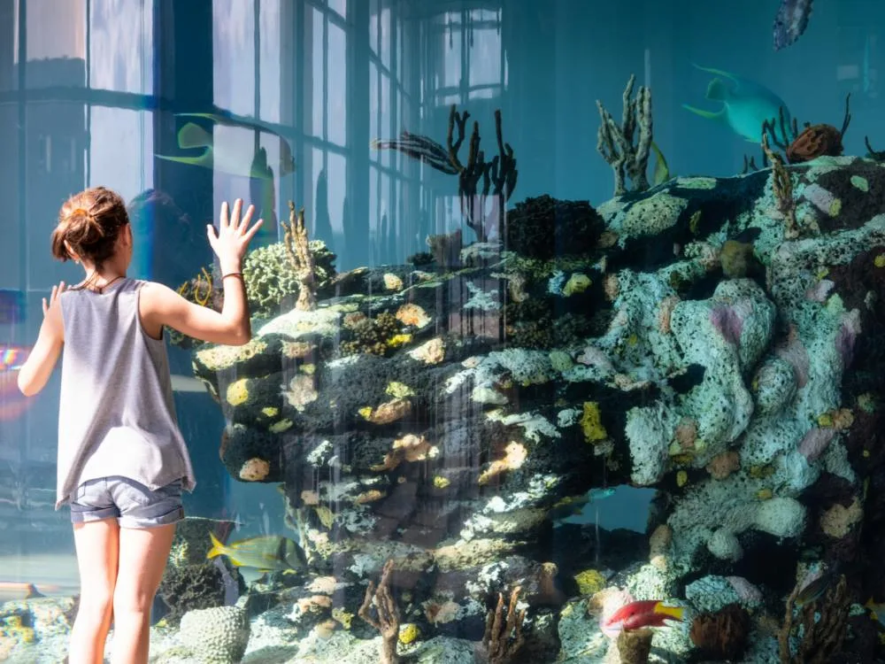 A curious young girl with both hands touching the glass at South Carolina Aquarium, named as one of the best South Carolina attractions, eagerly observing the corals and fishes