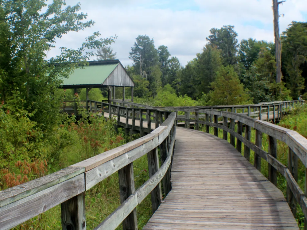 An old winding boardwalk and a hut in the midst of a greenery at Phinizy Swamp Nature Park, one of the best tourist attractions in Georgia