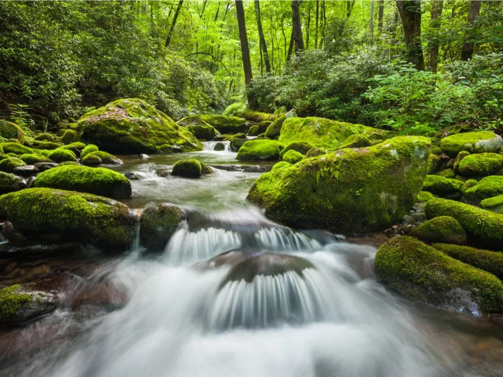 Green moss covered rocks and a calmly flowing river at Roaring Fork River, a part of Great Smoky Mountains National Park Gatlinburg Tennessee and one of the best places to visit in Tennessee