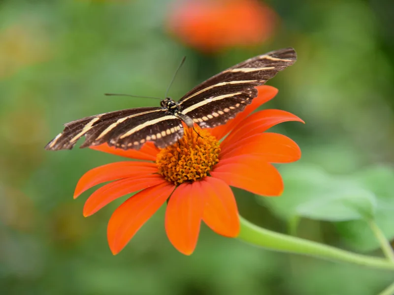 Butterfly exhibit at the Museum of Natural History in Gainesville, one of the best museums in Florida