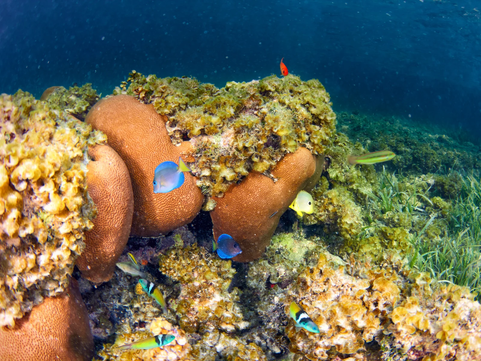 Tropical fish underwater in the Eastern National Park, one of the best places to visit in the Dominican Republic