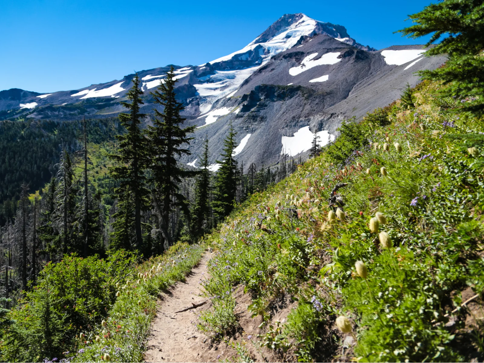 Scenic section of the Timberline Trail on Mount Hood, one of the best places to visit in Oregon, in the Summer